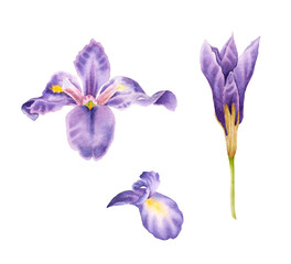 Obraz na płótnie Canvas Set of hand drawn watercolor irises. Watercolor purple iris.