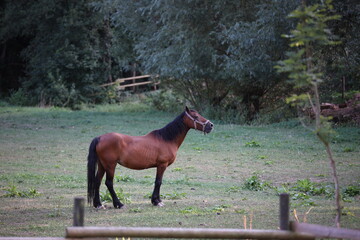 Brown horse on green field in front of forest standing behind the wooden fence with the side looking to the right autumn evening soft focus