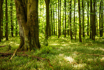 Huge fields of sweet woodruff (Galium odoratum) in a spring forest with mighty old beech trees, Bad Pyrmont, Weserbergland, Germany