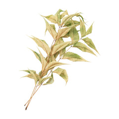 Dry neem leaves isolated on transparent background
