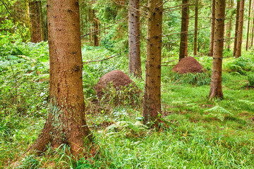 Huge anthill in a pine forest. Huge anthill in pine forest, Denmark.
