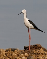 seagull on beach