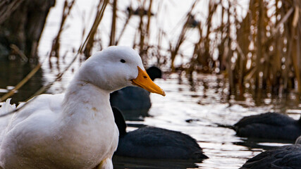 duck on snow