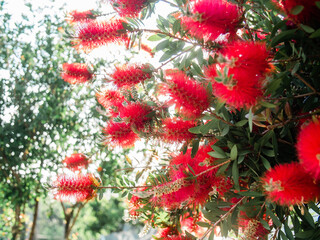 Callistemon red bottlebrush flowers - Summer greenery and blooming