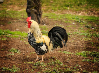 rooster in the farm