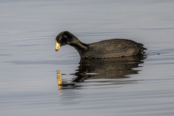 American coot (Fulica americana) Searching for Food