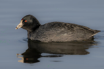 American coot (Fulica americana) Searching for Food