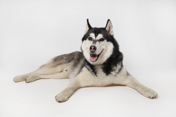 Black boy Siberian Husky lies on a white background.