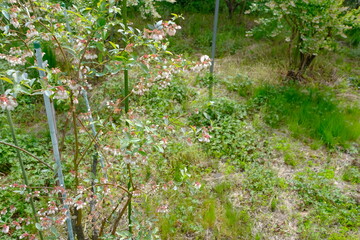 春のブルーベリー農園