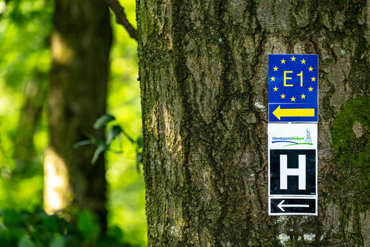 Trail marker signs for the E1 European long distance path and the Hermannsweg/Hermannshöhen long distance hiking trail on a tree, Teutoburg Forest, Germany