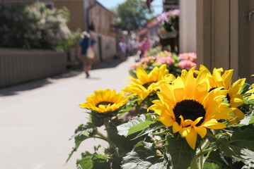 sunflowers in the street