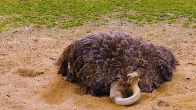 Close up of ostrich resting in sand