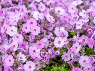 ひがしもこと芝桜公園の芝桜（北海道網走市大空町東藻琴）