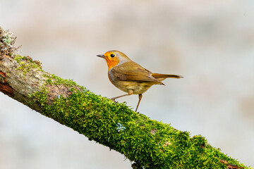Close up of a European Robin, Erithacus rubecula, standing and looking back with eye contact on a mossy branch against bright soft yellow background