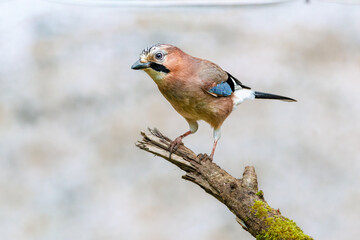 Close up of a splendor colorful plumage Jay, Garrulus glandarius, standing on a mossy branch against light blurred background