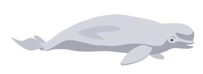 Vector illustration of a beluga, isolated on a white background. Marine Mammal of the north pole.