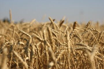 golden wheat field