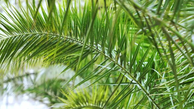 Branches of palm trees and tropical trees   Background with unusual plant foliage swaying.