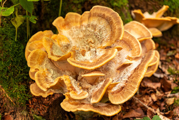 Yellow bracket fungus growing on a tree trunk, probably a Laetiporus sulphureus (also known as...