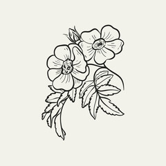 Botanical drawing. Minimal plant logo, botanical graphic sketch drawing,  meadow greenery, leaf and blooming flower abstract sketch element collection, rustic branch. Trendy tiny tattoo design, floral