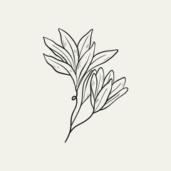 Botanical drawing. Minimal plant logo, botanical graphic sketch drawing,  meadow greenery, leaf and blooming flower abstract sketch element collection, rustic branch. Trendy tiny tattoo design, floral