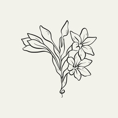 Botanical drawing. Minimal plant logo, botanical graphic sketch drawing,  meadow greenery, leaf and blooming flower abstract sketch element collection, rustic branch. Trendy tiny tattoo design, floral