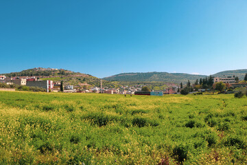 a grassy field with a hill in the background