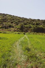 a dirt road in a grassy field with a mountain