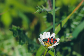 a red and black bug sitting on top of a white flower, field
