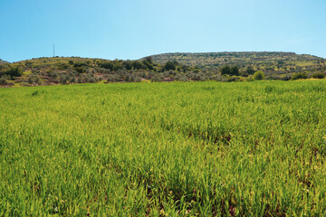 a grassy field with a hill in the background