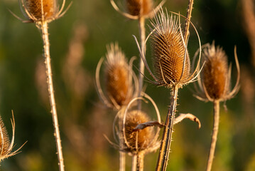 Close-up of dried wild teasel (Dipsacus fullonum) in beautiful light against a green background