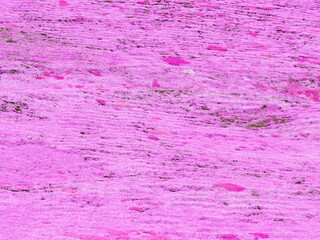 ひがしもこと芝桜公園の芝桜（北海道網走市大空町東藻琴）