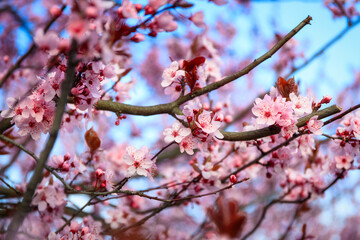 Spring alley of blossom pink cherry trees in Poland