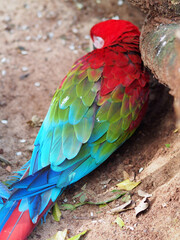 Portrait shot of a scarlet macaw