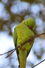 green parrot on a branch in Italy