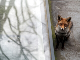 Urban fox on a roof in London, UK - Powered by Adobe