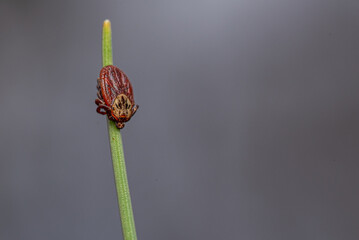 tick season, sheep tick (Ixodes ricinus)  on the grass