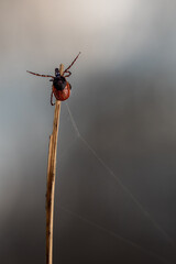 tick season, sheep tick (Ixodes ricinus)  on the grass