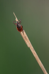 tick season, sheep tick (Ixodes ricinus)  on the grass