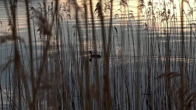 Ente schwimmt durch den Schilf im See