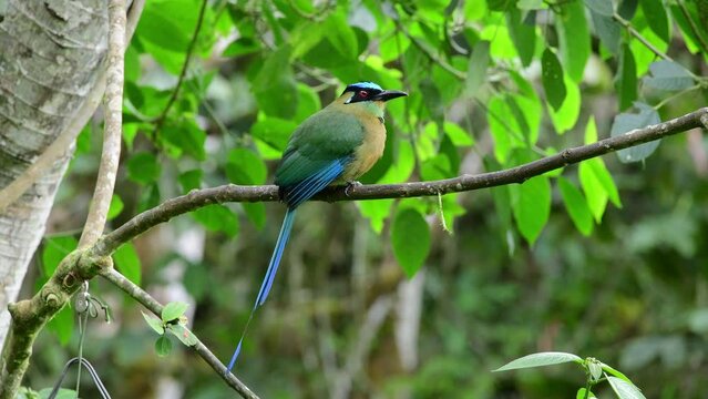 Andean motmot perched in a tree branch in the Colombian forest