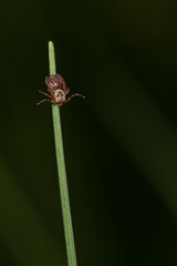 tick season, sheep tick (Ixodes ricinus)  on the grass