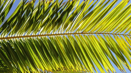 palm tree leaf against the sun