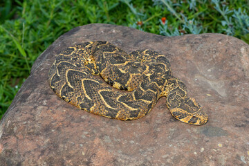 Obraz premium Puff Adder (Bitis arietans) 