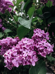 Fresh lilac inflorescences in the city park in cloudy weather in spring.