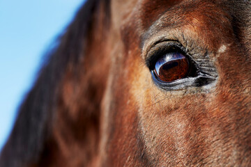 Close up a Horse's Eye
