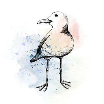 Sea gull. Isolated object drawn by hand in graphic technique. Watercolor illustration for summer, nautical and beach decoration and design