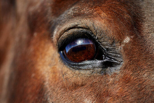 Close up a Horse's Eye