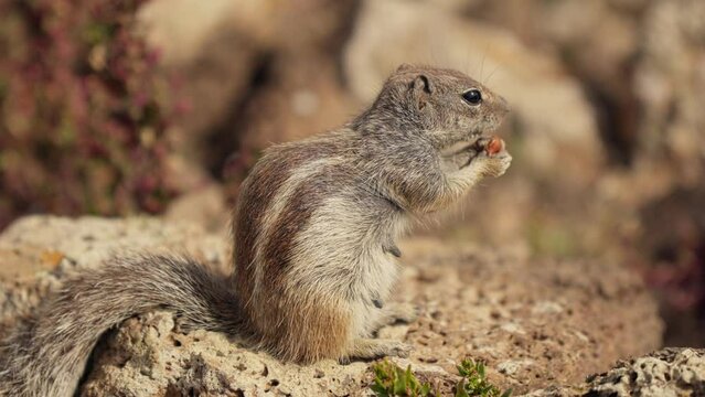 A small chipmunk sits over a cliff and eats.