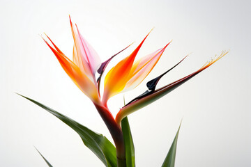 Fototapeta na wymiar Bird of paradise flower, Strelitzia reginae, Generative AI